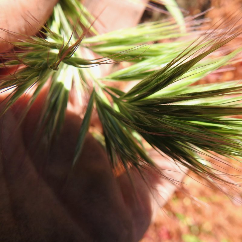 Compact Brome photo 6