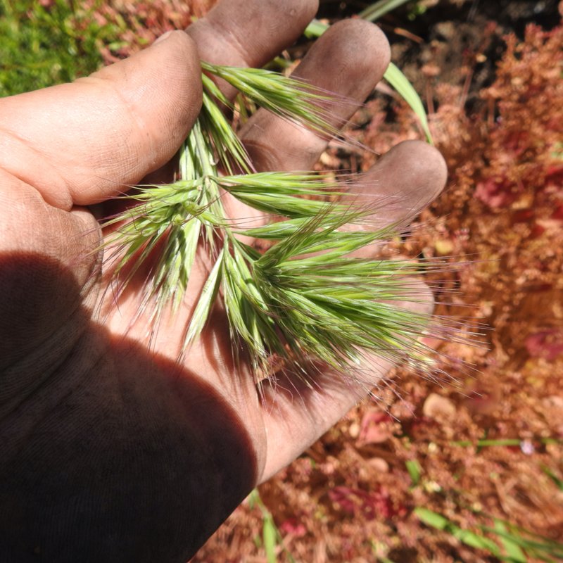 Compact Brome photo 7