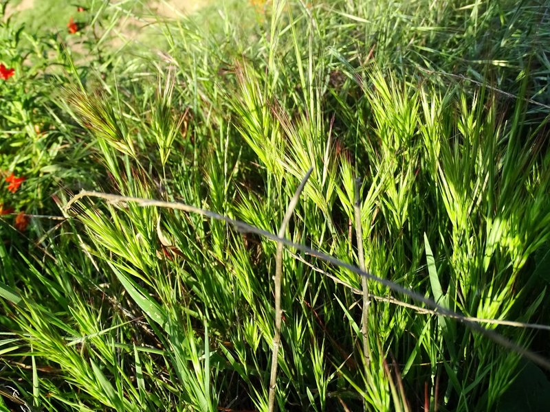 Compact Brome photo 8