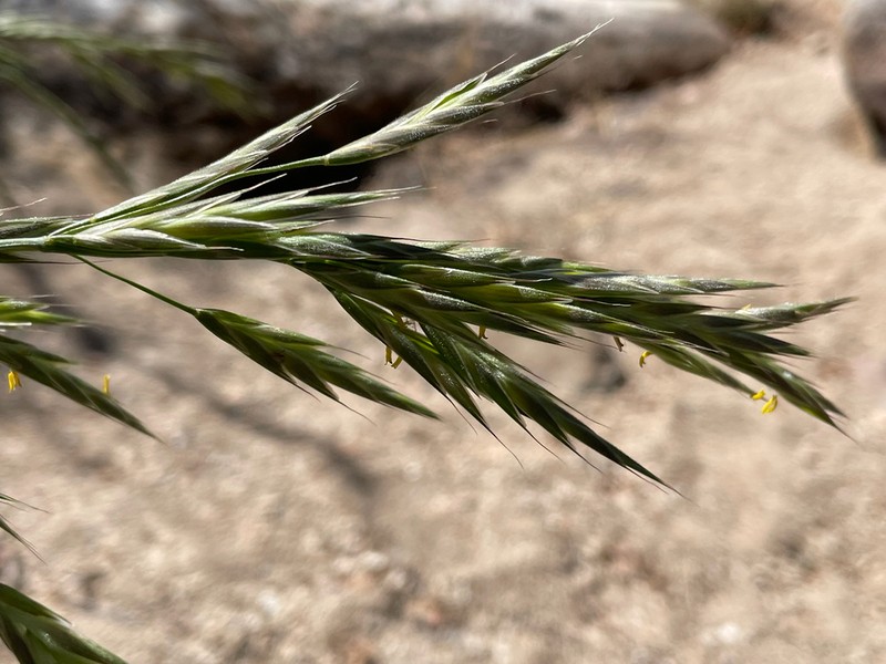 Mountain Brome photo 2