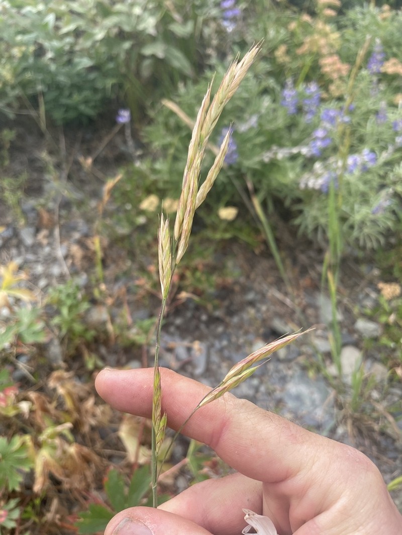 Mountain Brome photo 3