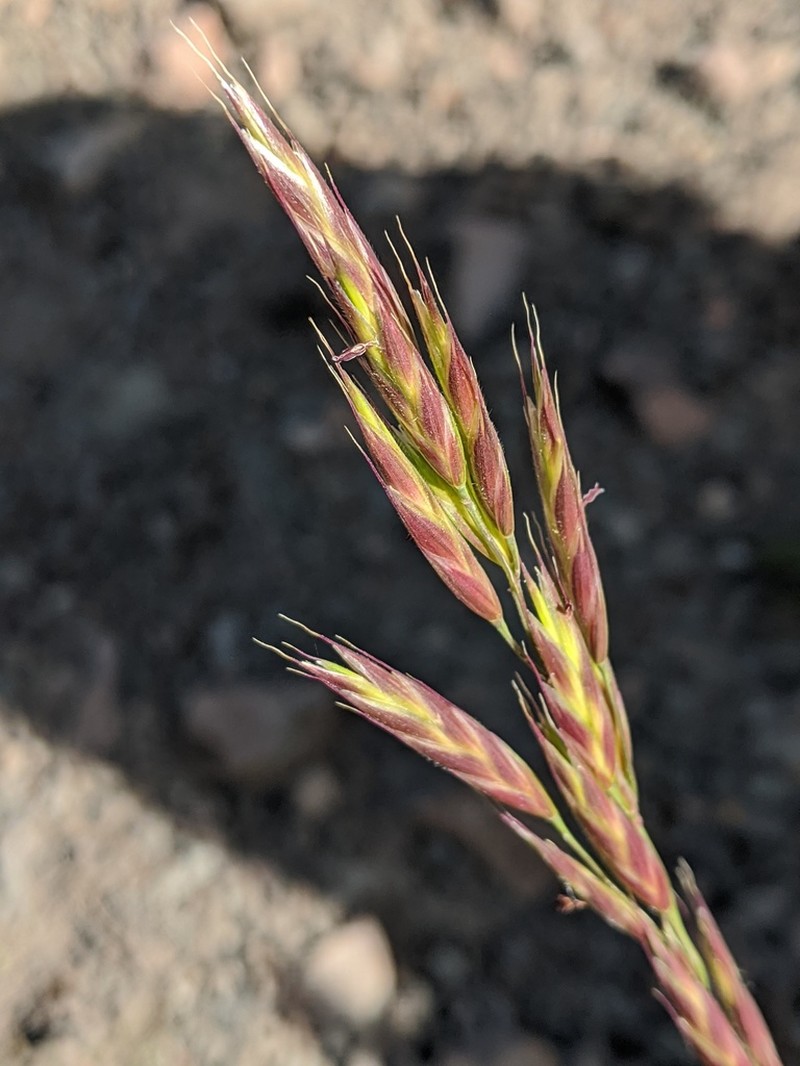 Mountain Brome photo 4