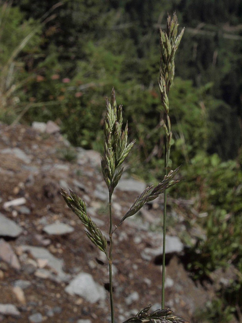Mountain Brome photo 5
