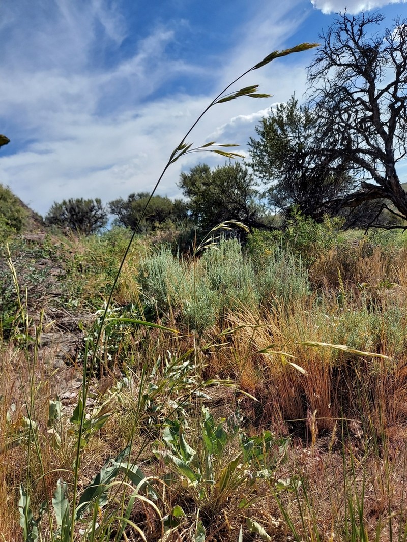 Mountain Brome photo 6