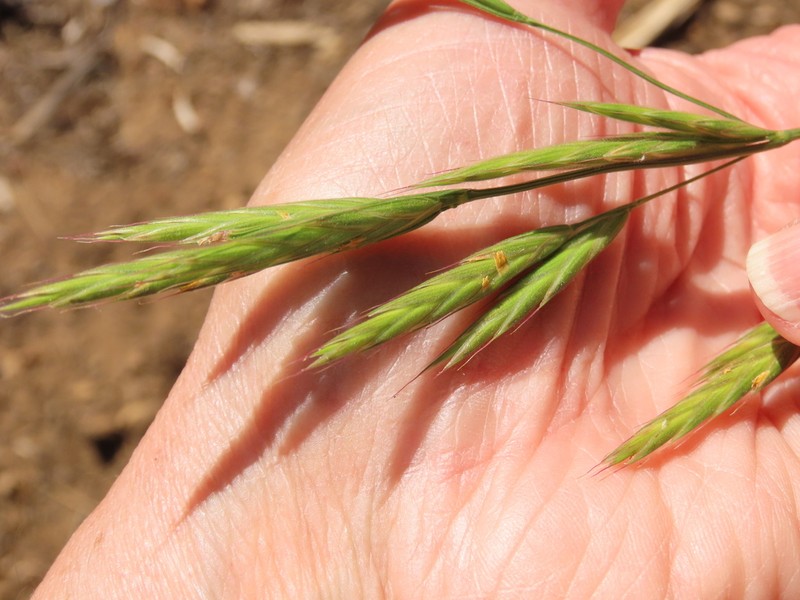 Mountain Brome photo 7