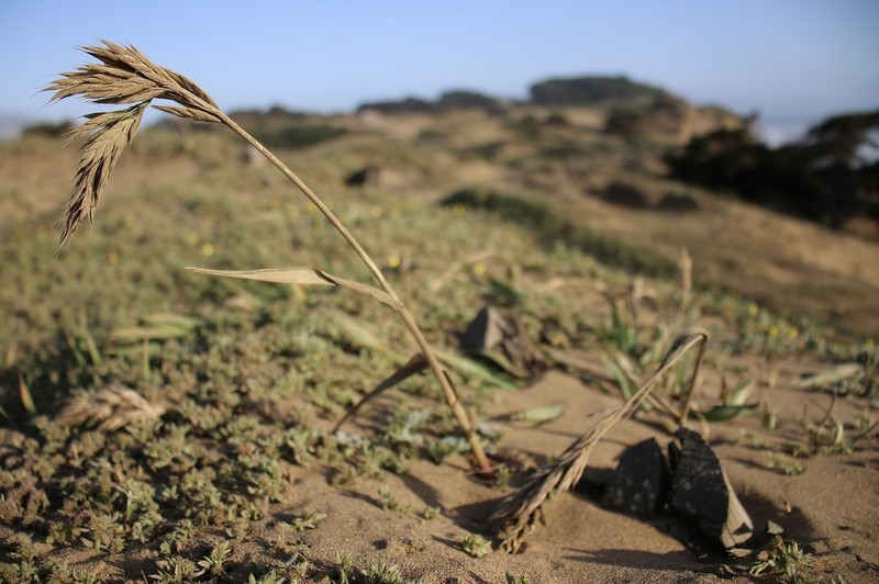 Seaside Brome photo 2