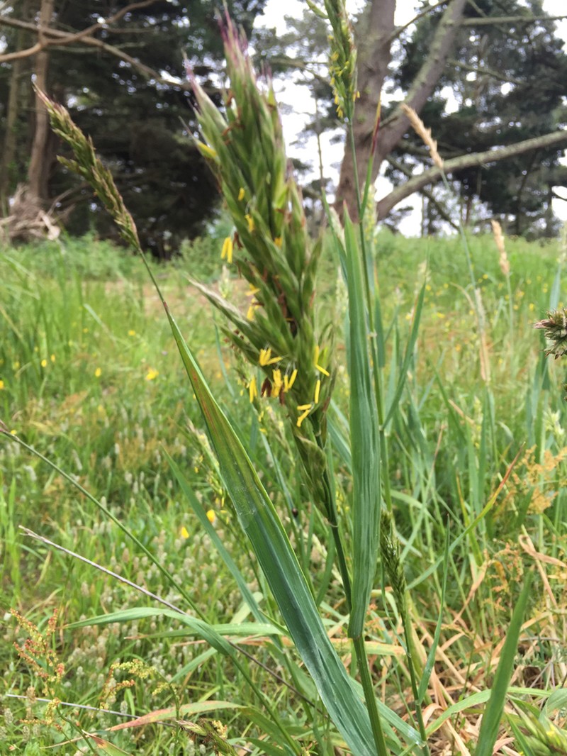 Seaside Brome photo 3