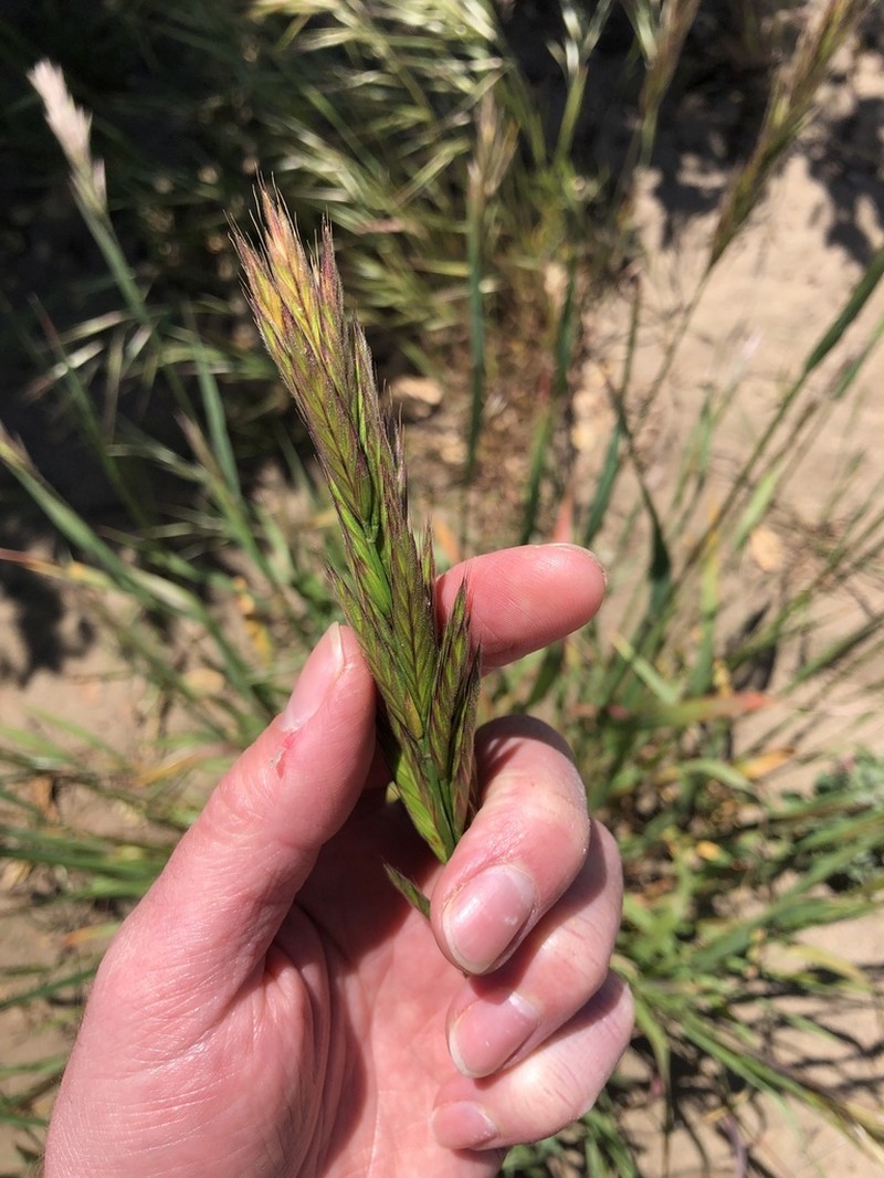 Seaside Brome photo 5