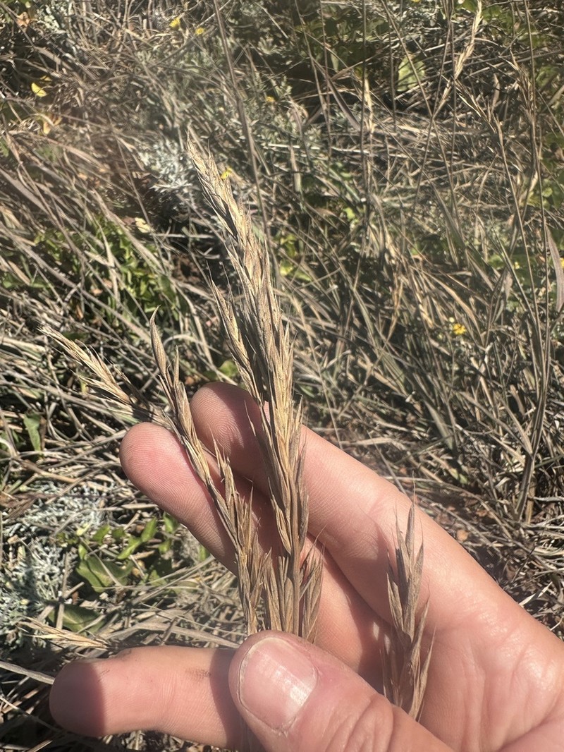 Seaside Brome photo 7