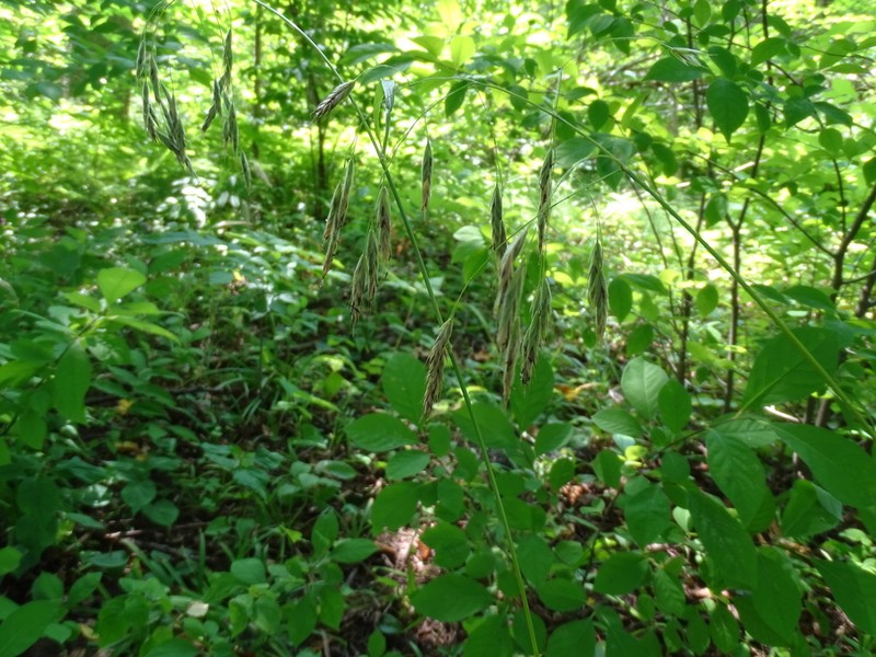 Nottoway Valley Brome photo 3