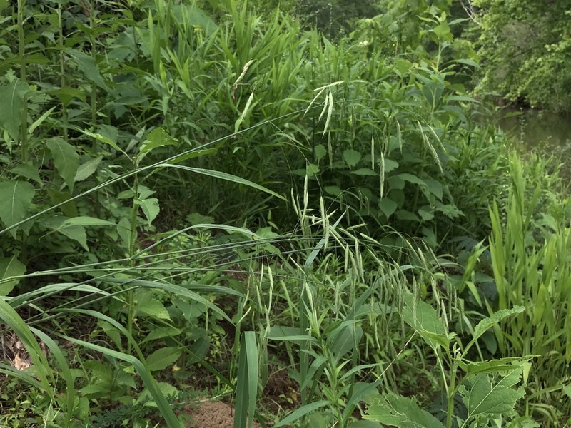Nottoway Valley Brome photo 4