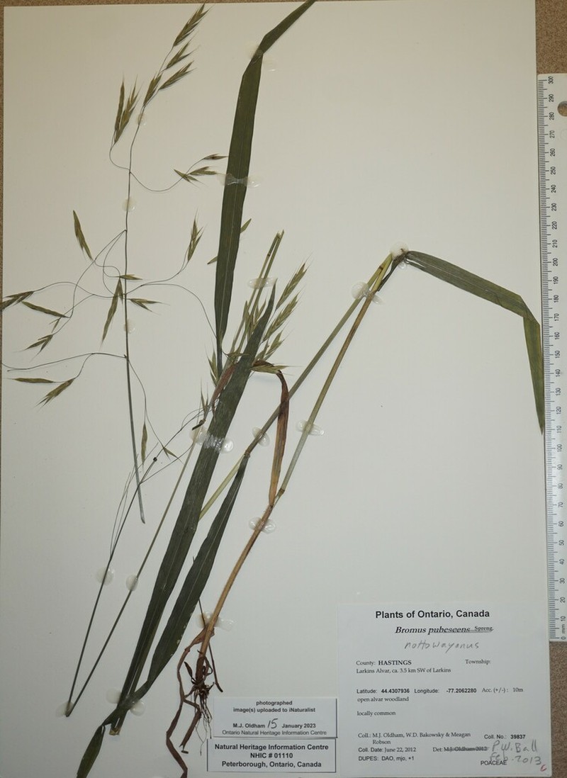 Nottoway Valley Brome photo 5