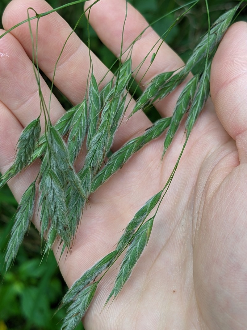 Nottoway Valley Brome photo 6