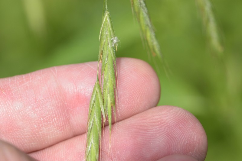 Nottoway Valley Brome photo 7