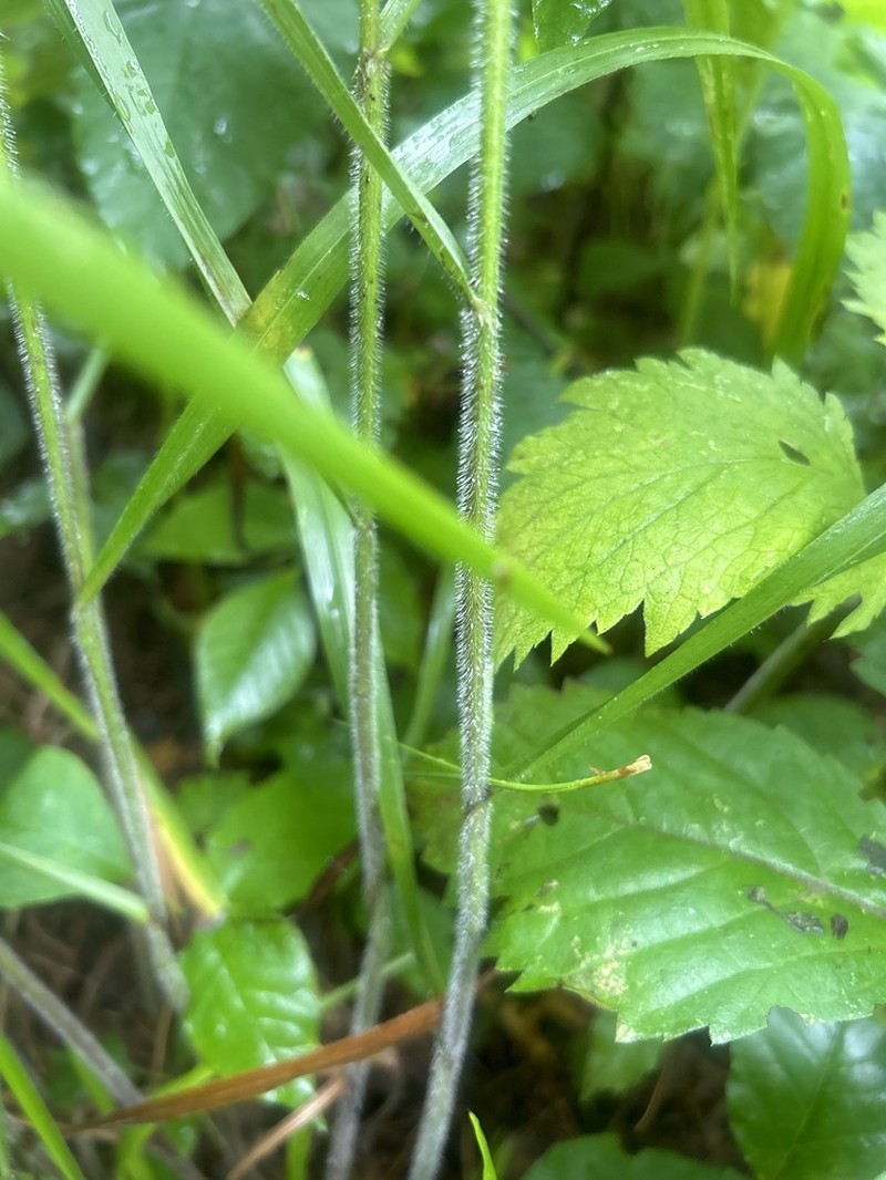 Nottoway Valley Brome photo 8