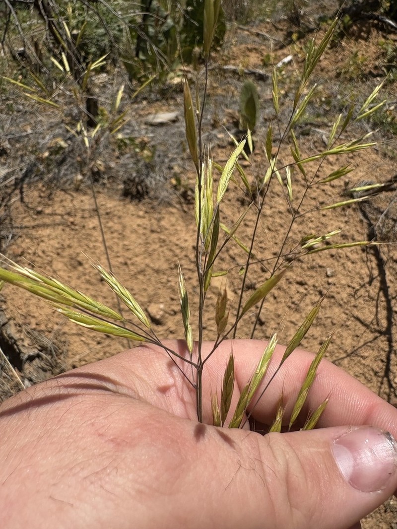 Orcutt's Brome photo 2