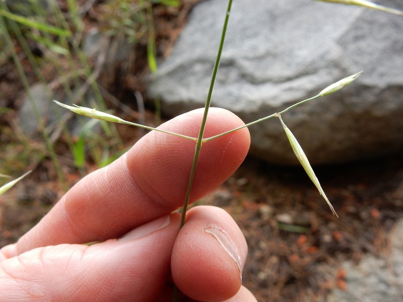 Orcutt's Brome photo 3