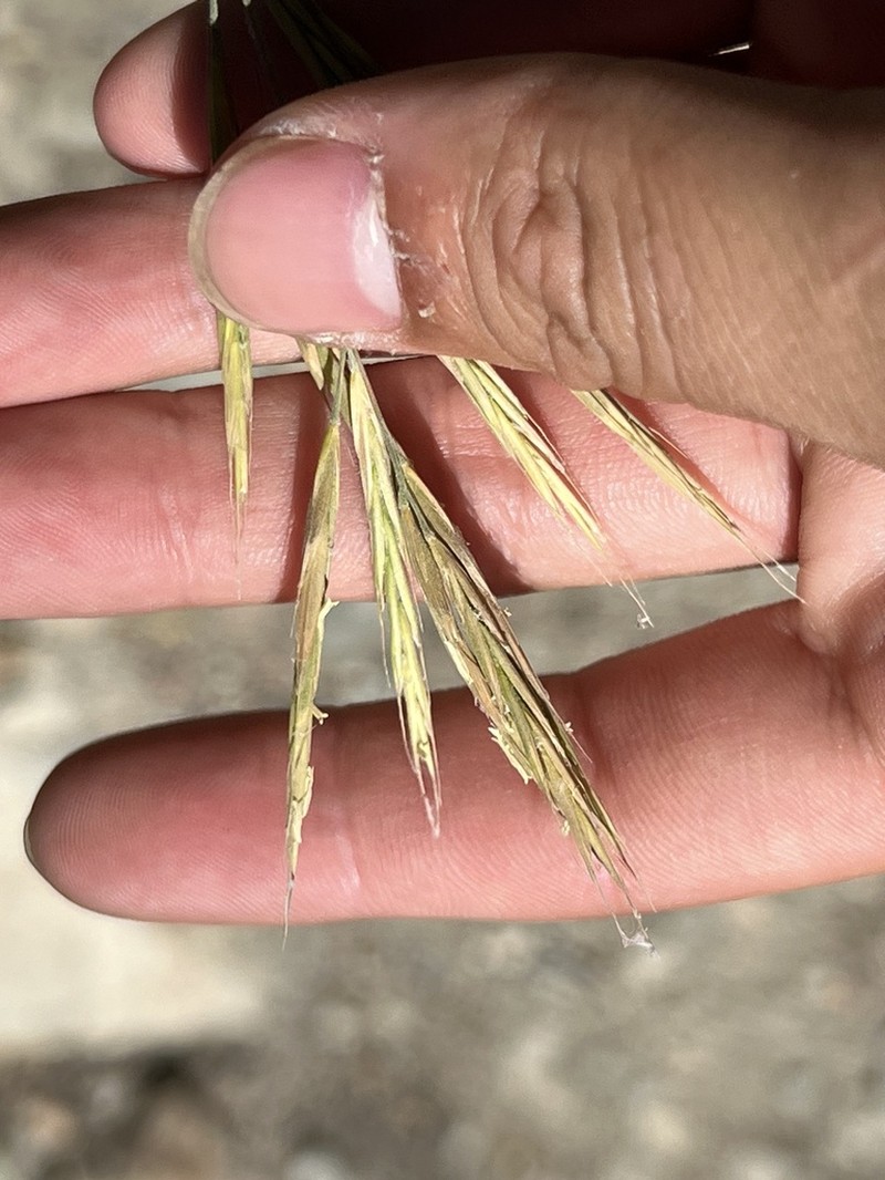 Orcutt's Brome photo 5