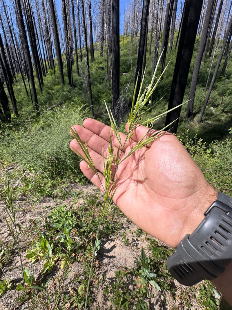 Orcutt's Brome photo 6
