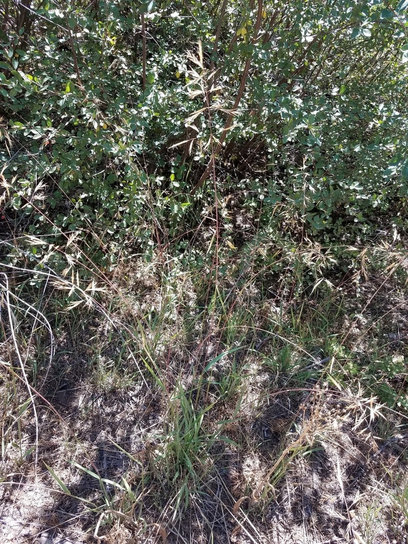 Orcutt's Brome photo 7