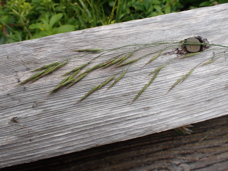Pacific Brome