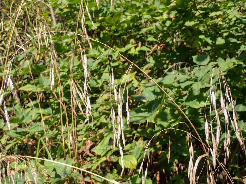 Pacific Brome photo 2