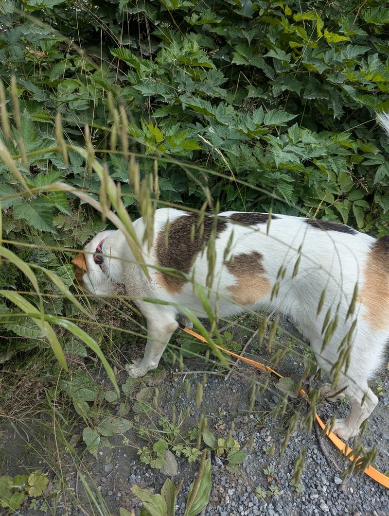 Pacific Brome photo 3
