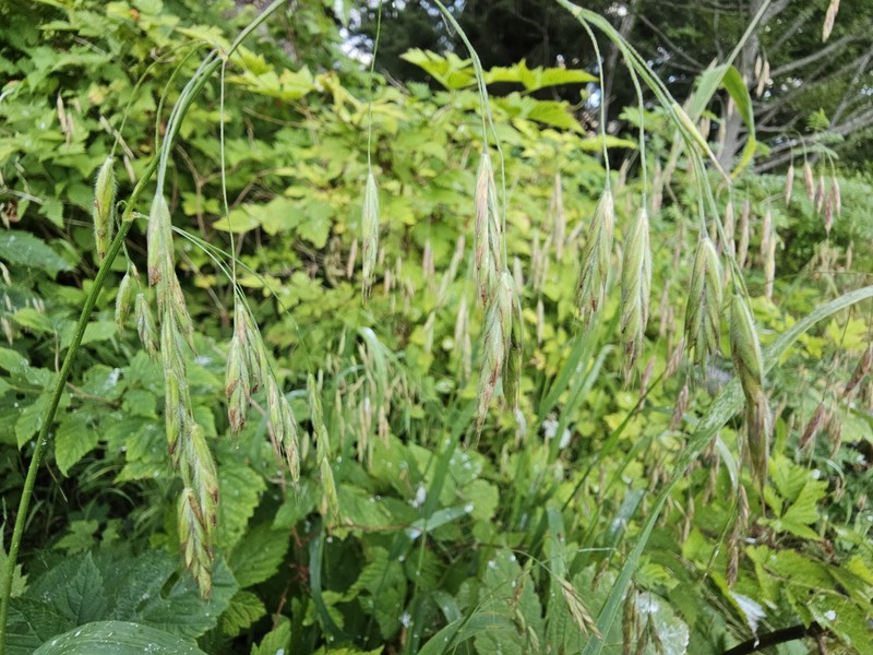 Pacific Brome photo 6