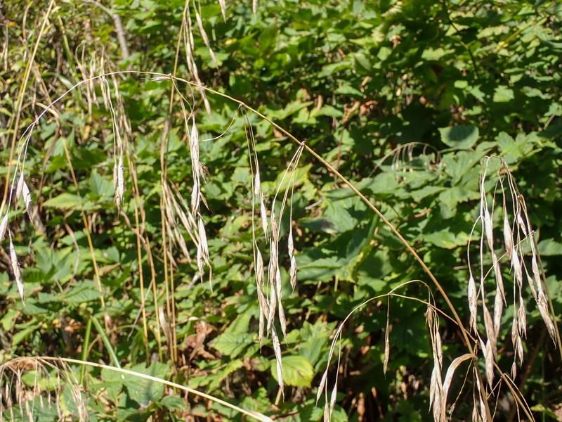 Pacific Brome photo 7