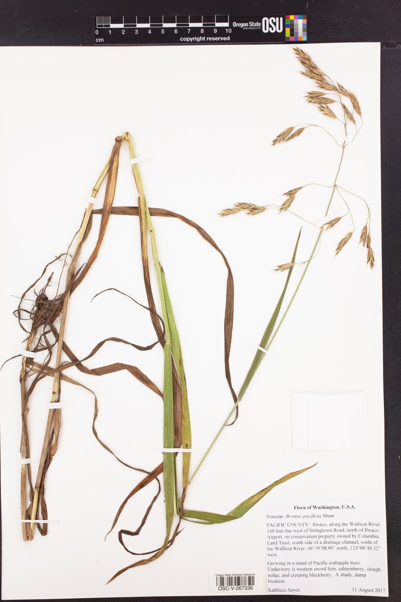 Pacific Brome photo 8