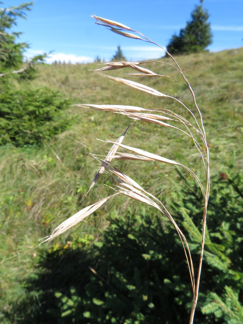 Bromus pannonicus