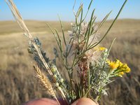 Bromus pectinatus