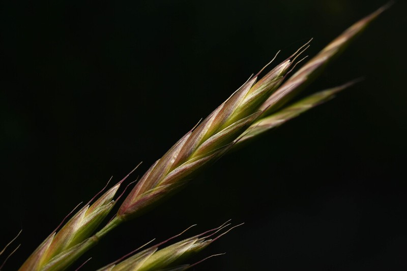 Great Basin Brome photo 3