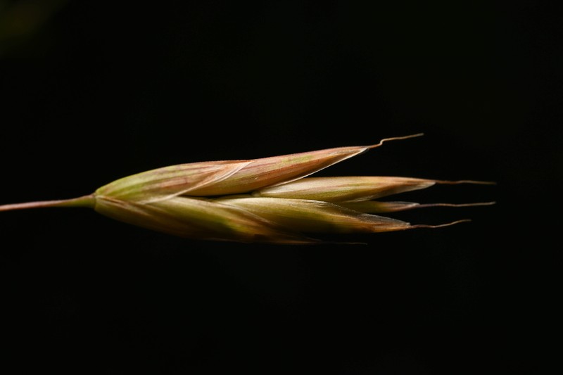 Great Basin Brome photo 4