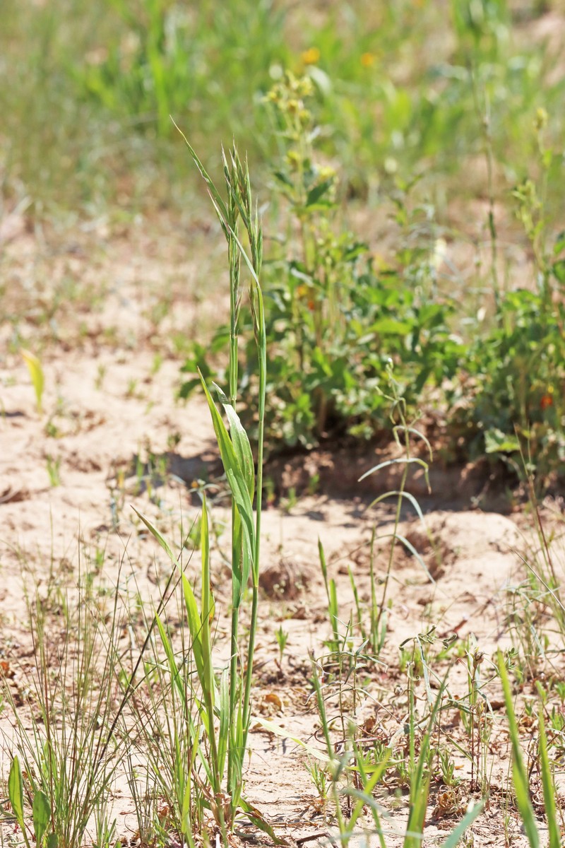 Great Basin Brome photo 6