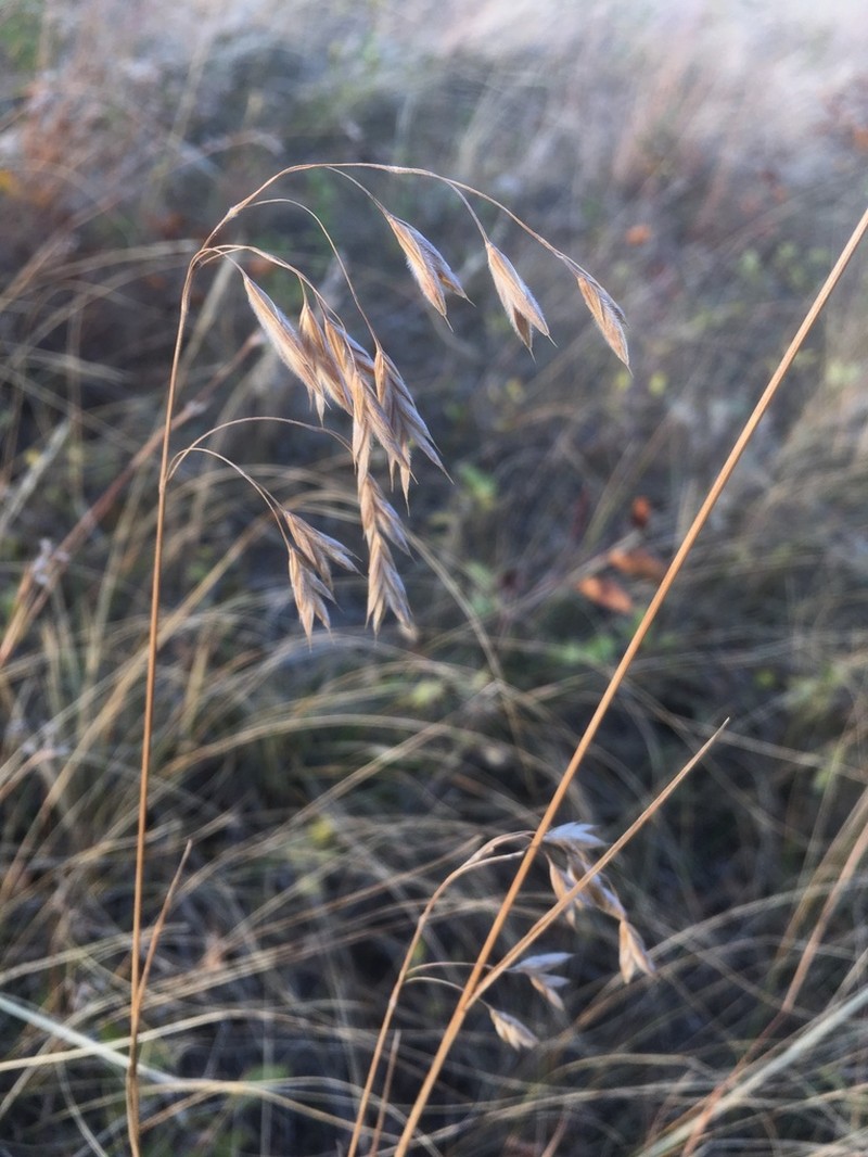 Porter Brome