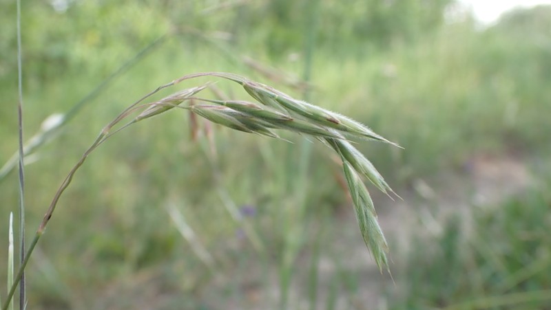 Porter Brome photo 2