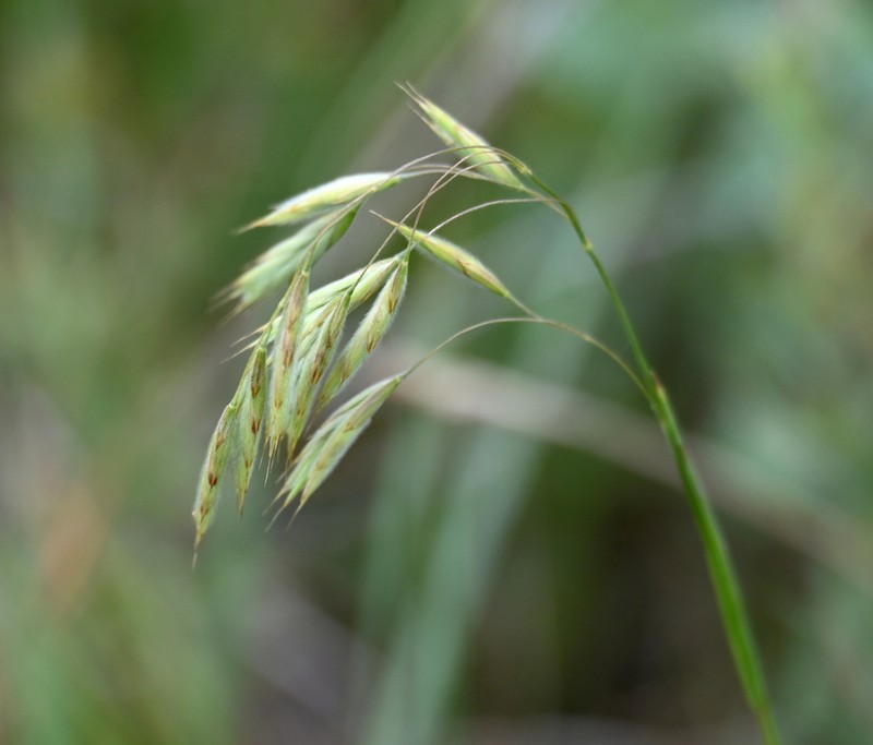 Porter Brome photo 3