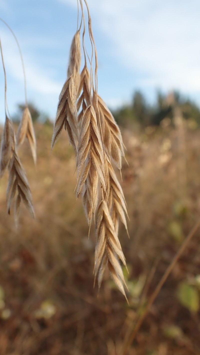 Porter Brome photo 4