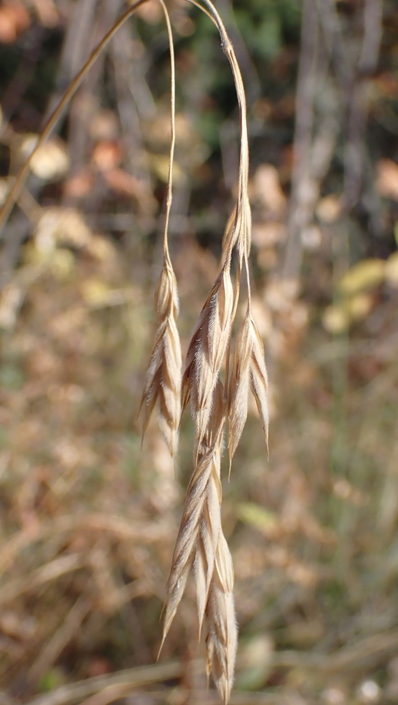 Porter Brome photo 5
