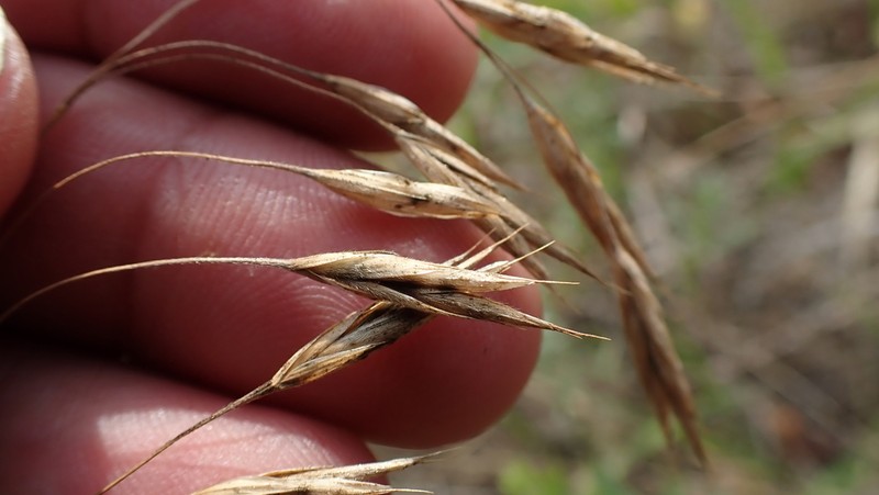 Porter Brome photo 6