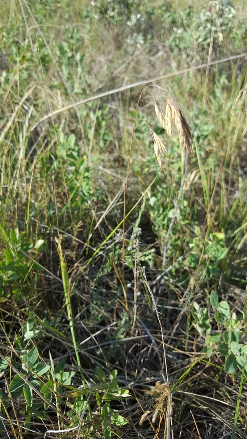 Porter Brome photo 7