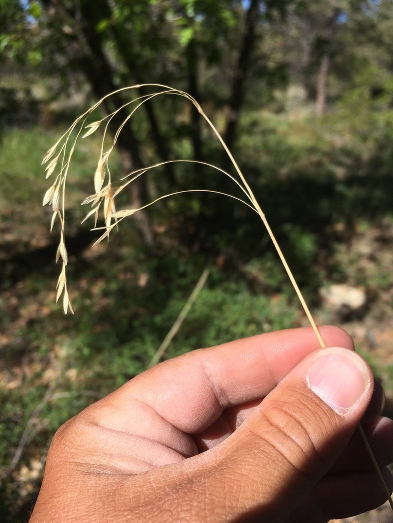 Porter Brome photo 8