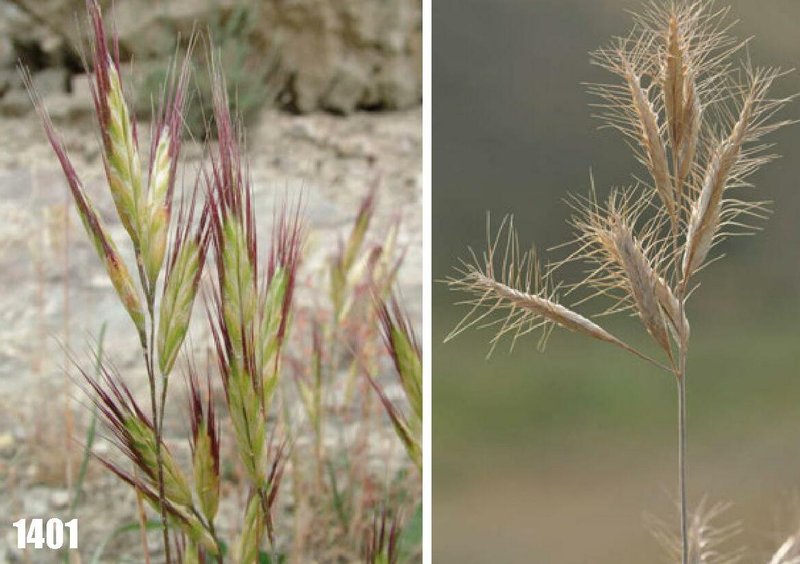 Bromus pseudodanthoniae photo 2