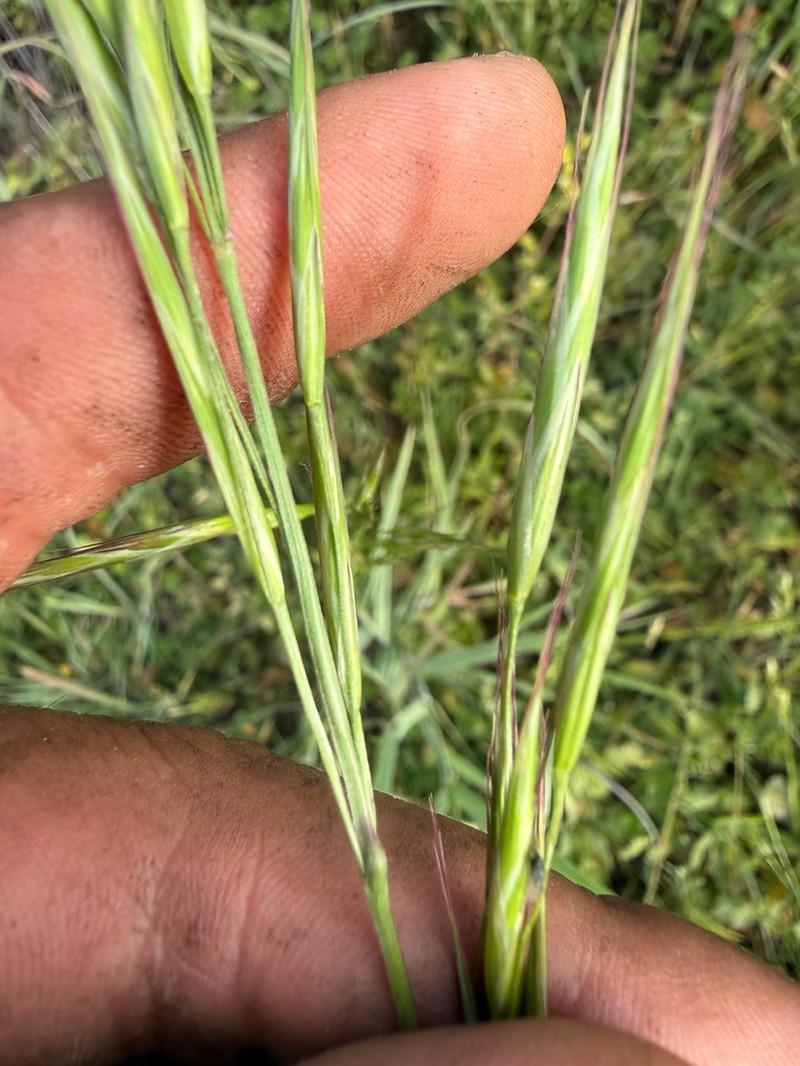 Coast Range Brome photo 2