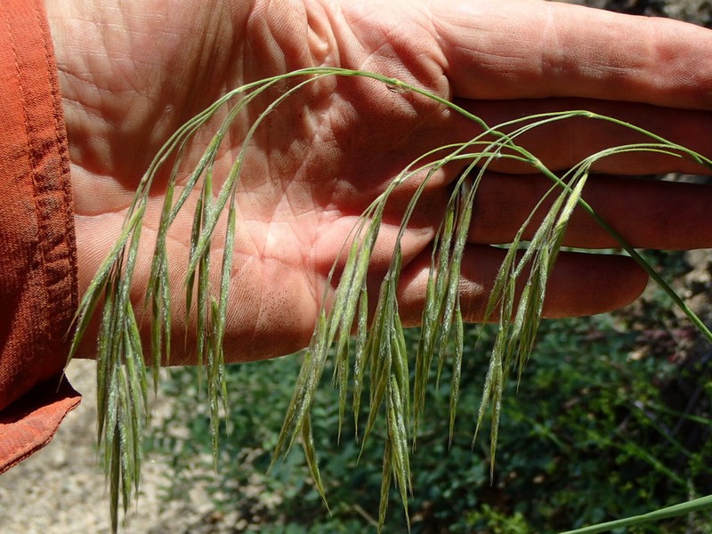 Coast Range Brome photo 3
