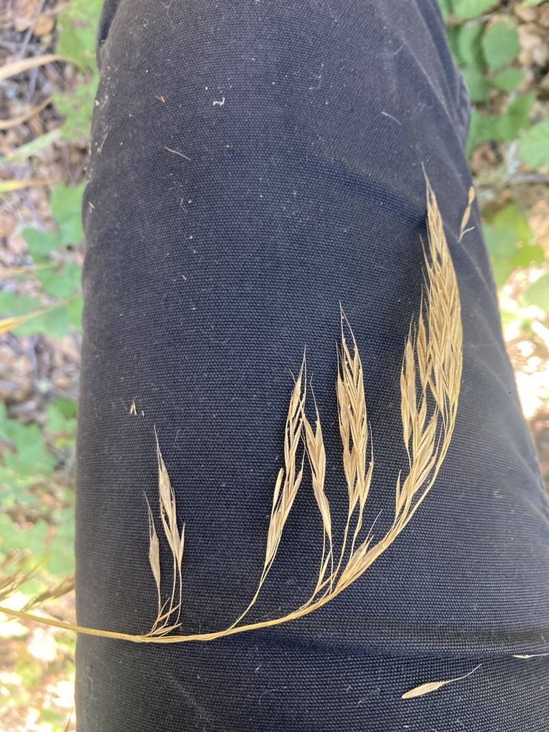 Coast Range Brome photo 4