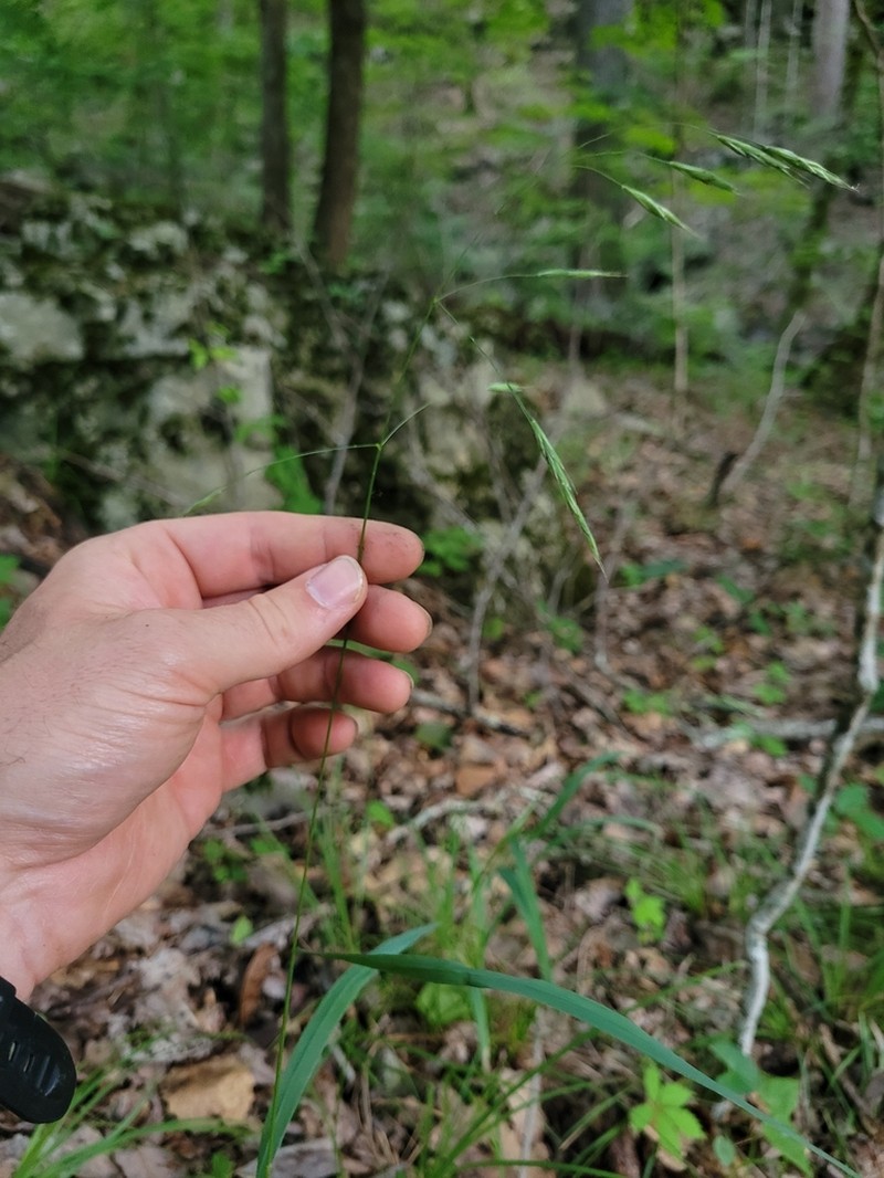 Hairy Woodland Brome photo 2