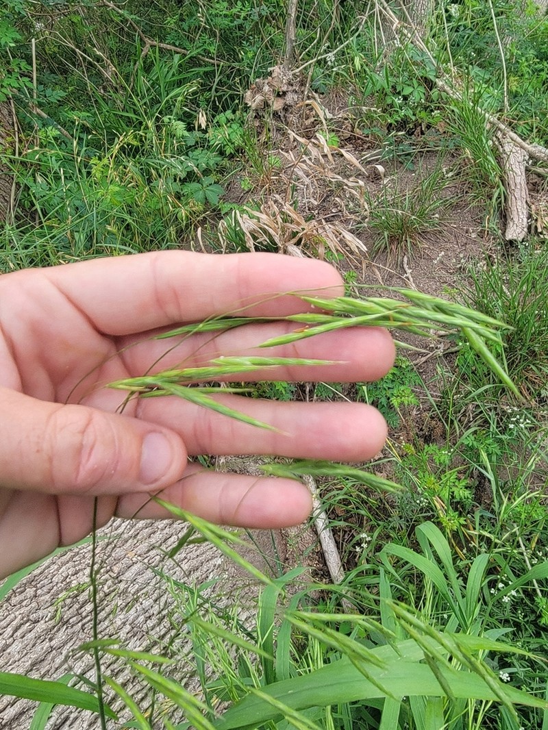 Hairy Woodland Brome photo 3