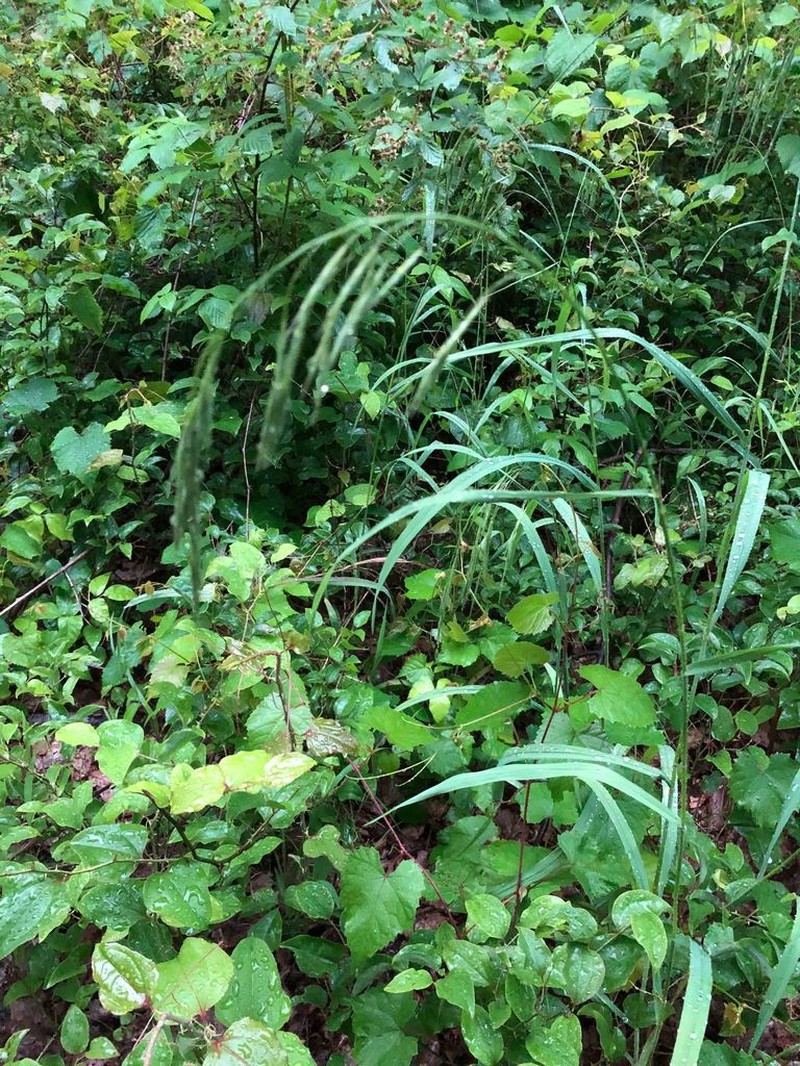 Hairy Woodland Brome photo 4